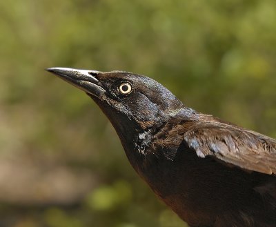 Grackles