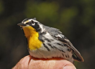 Yellow-throated Warbler