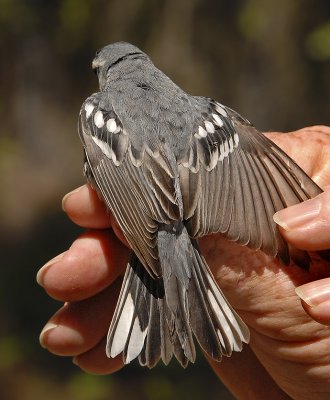 Yellow-throated Warbler