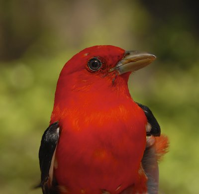 Scarlet Tanager Adult Male
