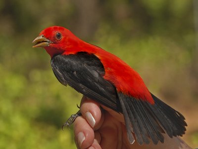 Scarlet Tanager Adult Male