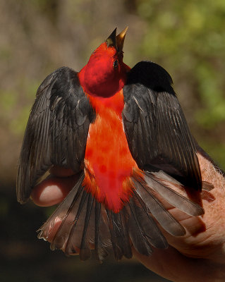 Scarlet Tanager Adult Male