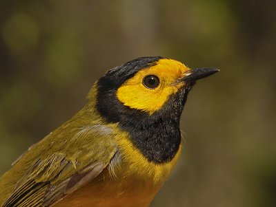 Hooded Warbler (Adult Male)