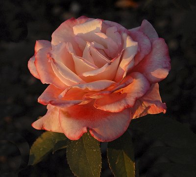 Pink Rose 