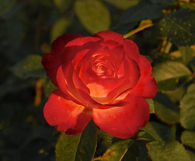 Roses in the Setting Sun