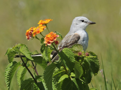 Scissor-tailed Flycatcher 