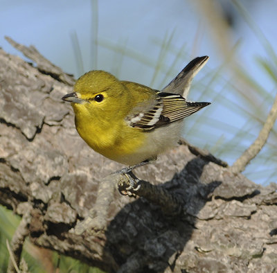 Yellow-throated Vireo