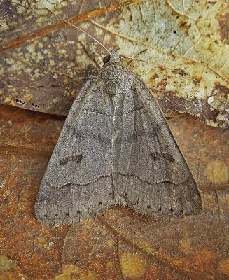 Common Oak Moth (8591)