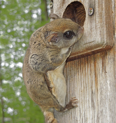Southern Flying Squirrel.......A new guest at our bluebird box.