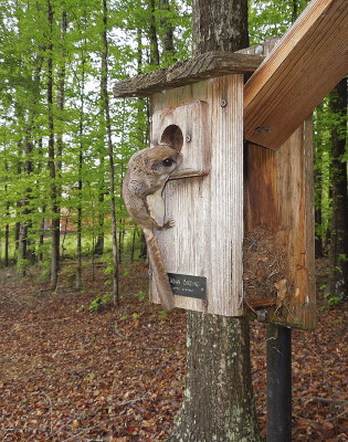 Just landed on Bluebird Box