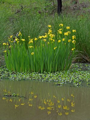 Iris, Yellow