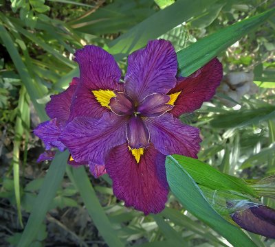 Purple Iris