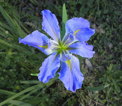 Iris in the Springtime