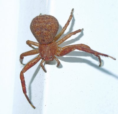 Ground Crab Spider - Xysticus sp.