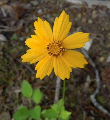 Coreopsis, Eared