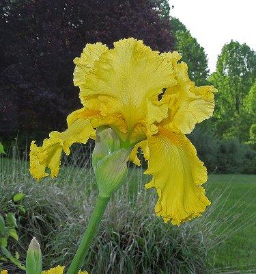 Yellow Iris