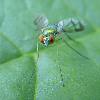 Long-legged Fly