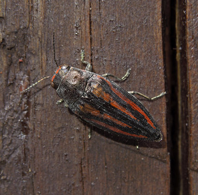 Lined Buprestris Beetle