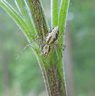 Oxyopes aglossus