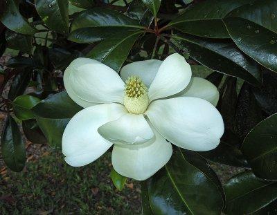 Magnolia, Southern Flower