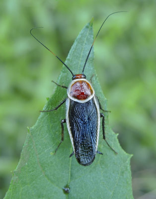 Pale Bordered Field Cockroach