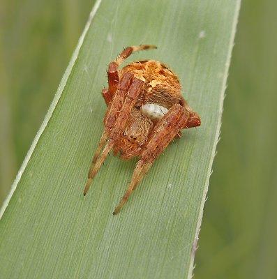 Neoscona arabesca