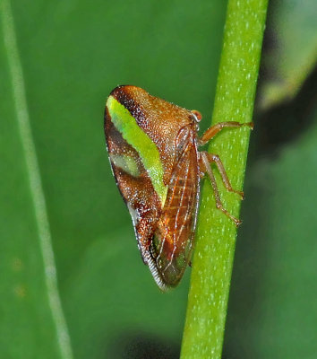 Treehopper (Smilia)