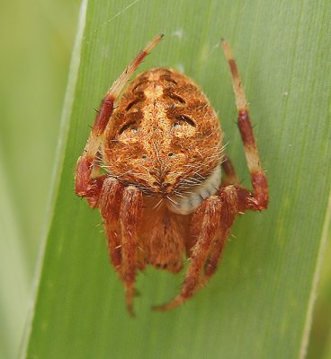 Spotted Orbweaver Spiders (Genus Neoscona)