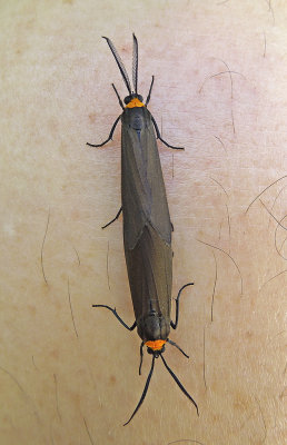 Yellow-collared Scape Moth Pair (8267)