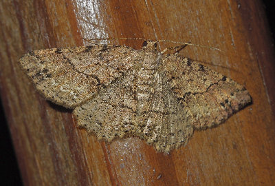 Canadian Melanolophia Moth (6620)