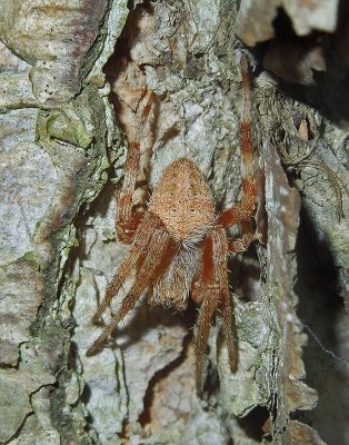 Neoscona crucifera