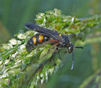 Scolia nobilitata