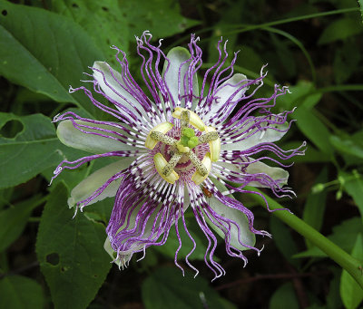 Passion Flower, Purple