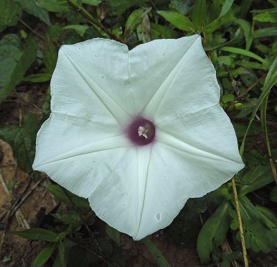 Wild Potato Vine