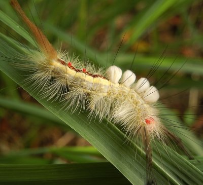 White-marked Tussock Moth Larva (8316)