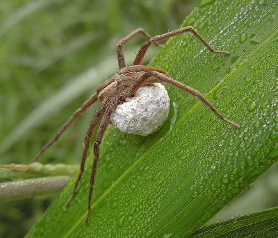 Nursery Web Spider with Eggsac