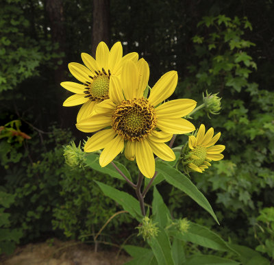 Sunflower, Narrow-leaf
