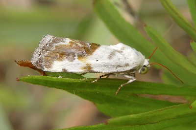 Olive-shaded Bird Dropping Moth (9090)