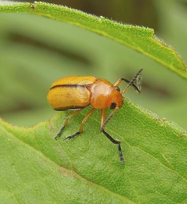 Clay-colored Leaf Beetle 