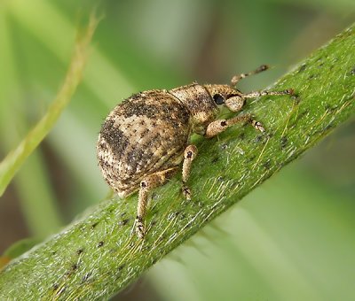 Broad-nosed Weevil