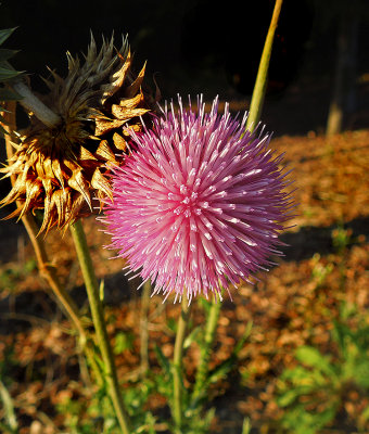 Thistle, Musk