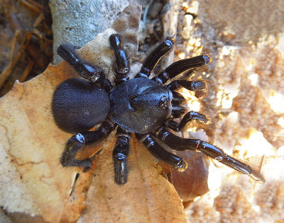 Cork-lid Trapdoor Spider