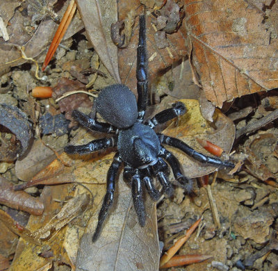 Cork-lid Trapdoor Spider 