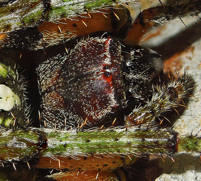 Giant Lichen Orbweaver