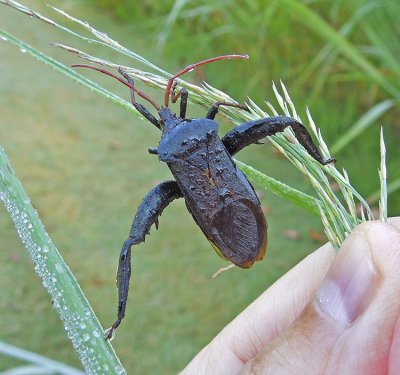 Acanthocephala femorata