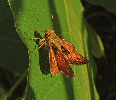 Zarucco Skipper