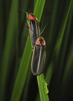 Firefly Pair (Photinus sp)