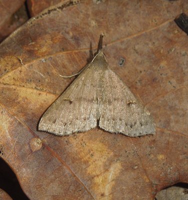 Speckled Renia Moth (8386)