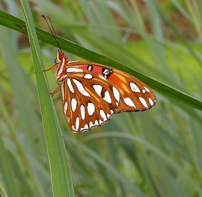 closed wings