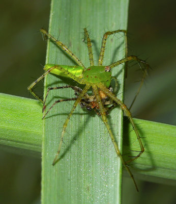 Green Lynx Spider with Prey